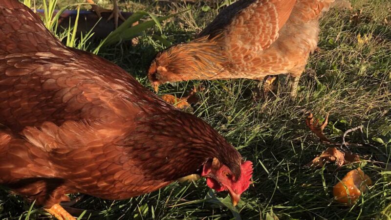 Peaceful Prairie - Iowa City, IA
