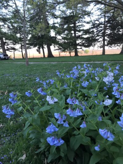 Peaceful Prairie - Iowa City, IA