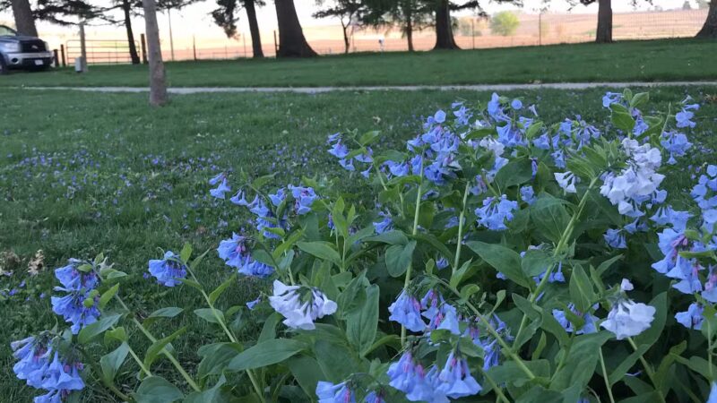 Peaceful Prairie - Iowa City, IA