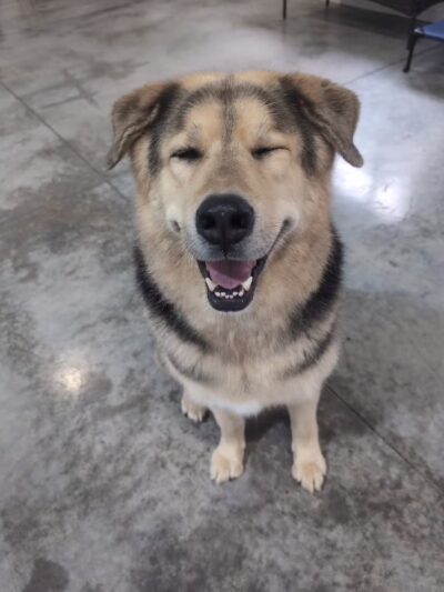 Pup-A-Rama Playhouse - Iowa City, IA