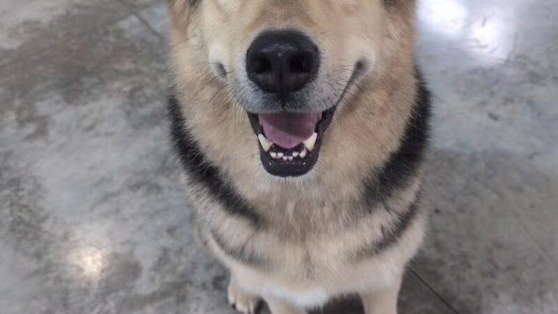 Pup-A-Rama Playhouse - Iowa City, IA