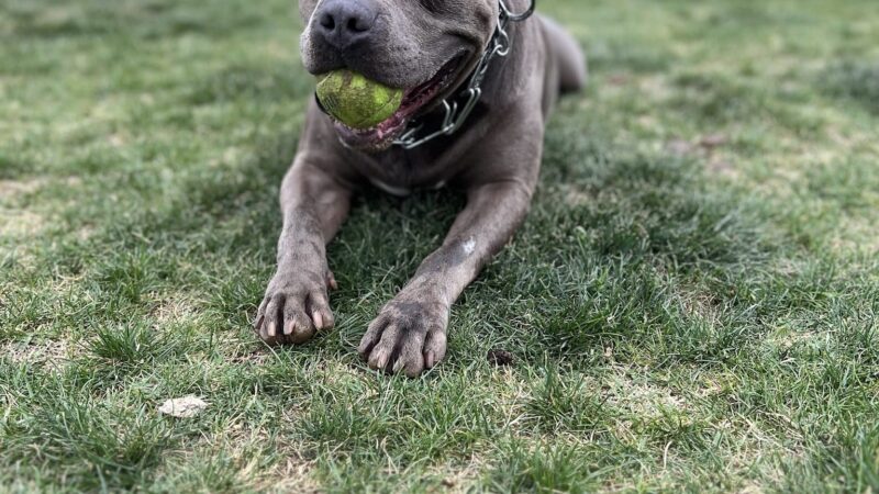 Paws Colinas Dog Park - Irving, TX