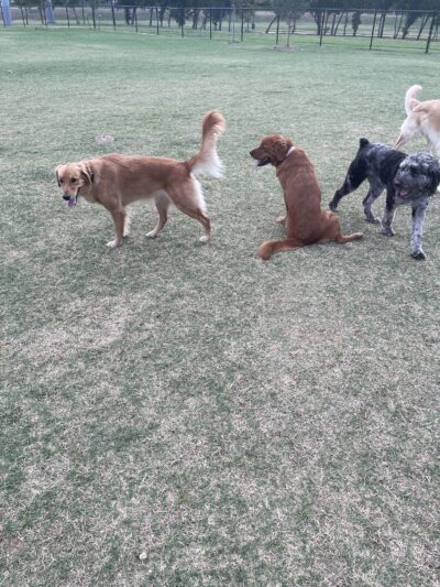 Paws Colinas Dog Park - Irving, TX