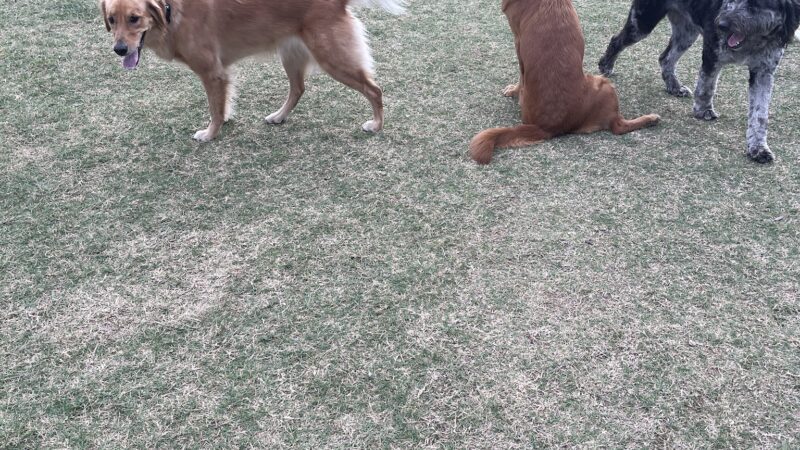 Paws Colinas Dog Park - Irving, TX