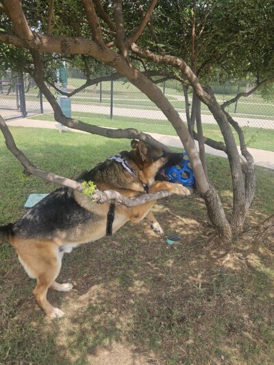 Paws Colinas Dog Park - Irving, TX