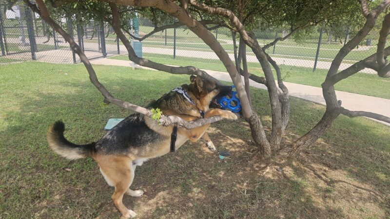 Paws Colinas Dog Park - Irving, TX