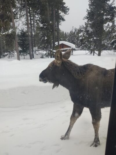 Moose View Lodge - Island Park, ID