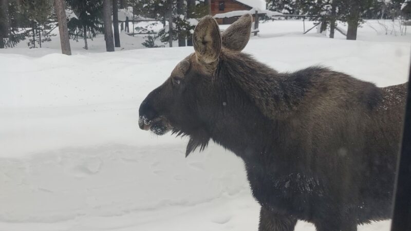 Moose View Lodge - Island Park, ID