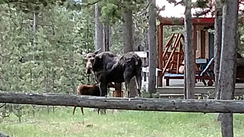 Moose View Lodge - Island Park, ID
