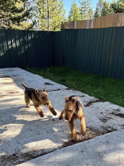 Spartacus Run Daycare (for dogs) - Island Park, ID