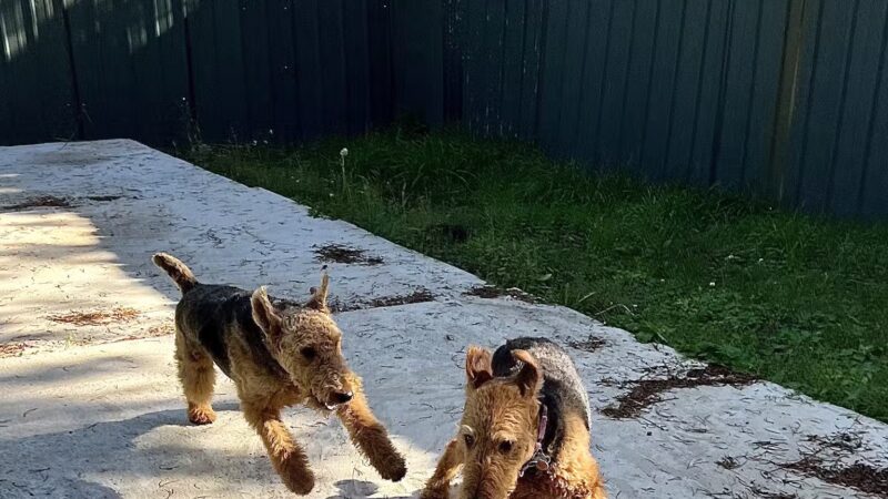 Spartacus Run Daycare (for dogs) - Island Park, ID