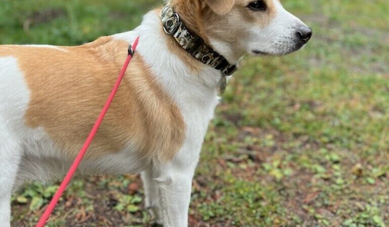 Spartacus Run Daycare (for dogs) - Island Park, ID