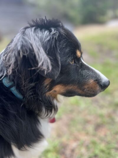 Spartacus Run Daycare (for dogs) - Island Park, ID