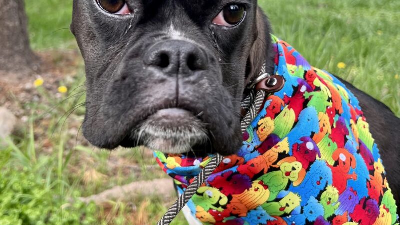 Spartacus Run Daycare (for dogs) - Island Park, ID