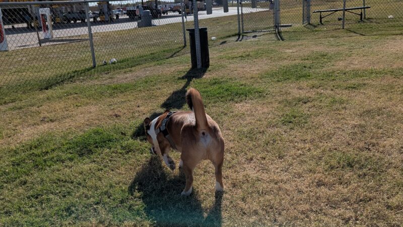 Dog Park at Love's Travel Stops - Italy, TX