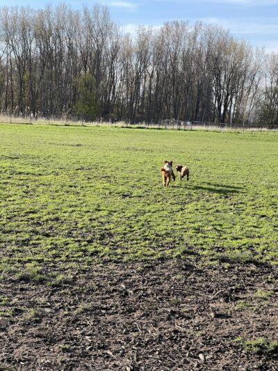 Ithaca Dog Park - Ithaca, NY