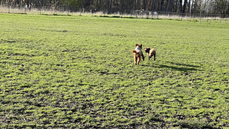Ithaca Dog Park - Ithaca, NY