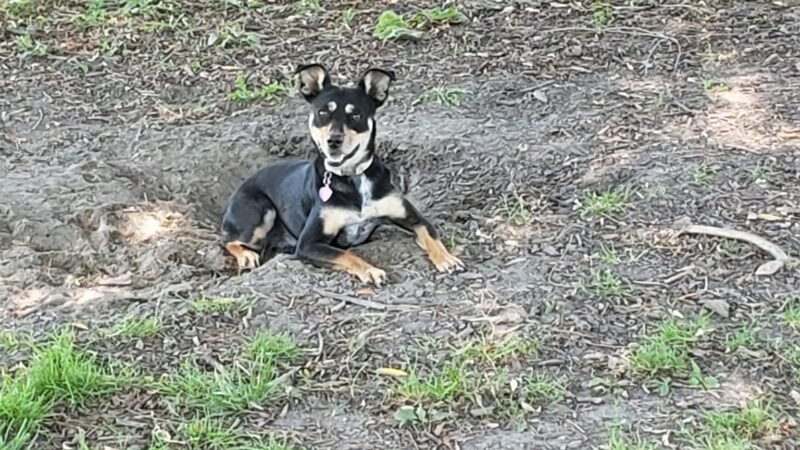 Ithaca Dog Park - Ithaca, NY