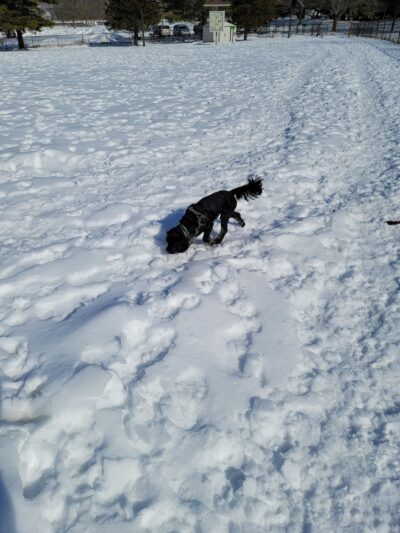 Ithaca Dog Park - Ithaca, NY