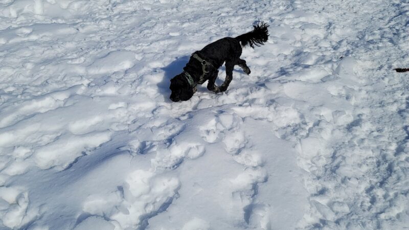 Ithaca Dog Park - Ithaca, NY