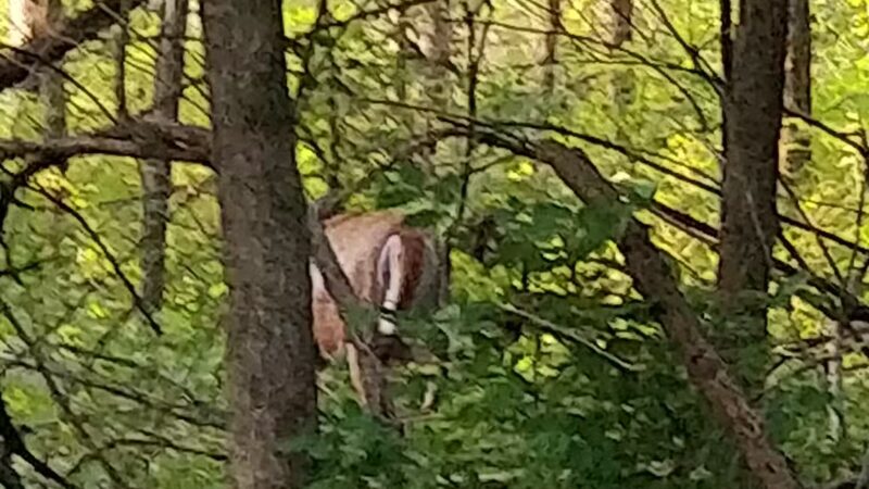 Marian Hartill Park - Ithaca, NY