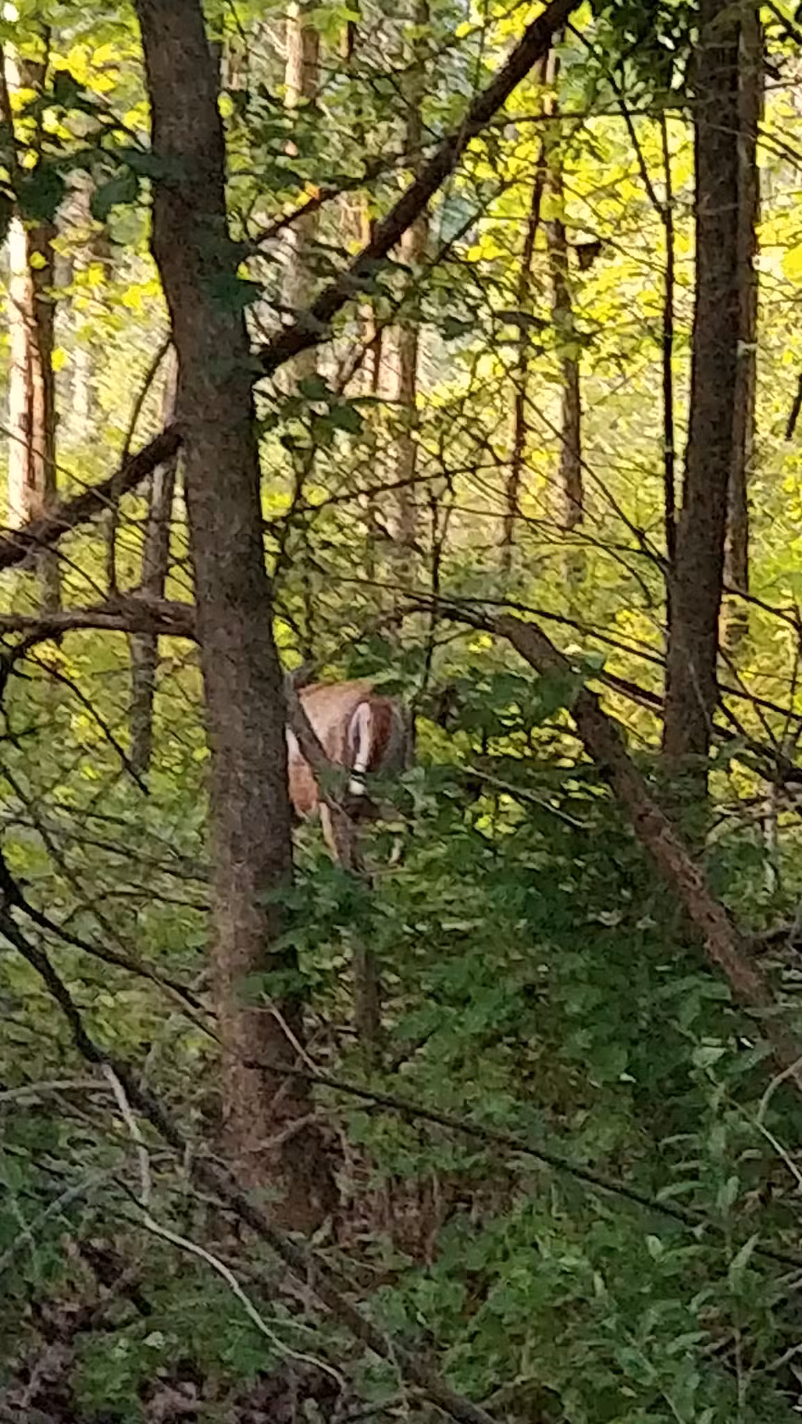 Marian Hartill Park - Ithaca, NY