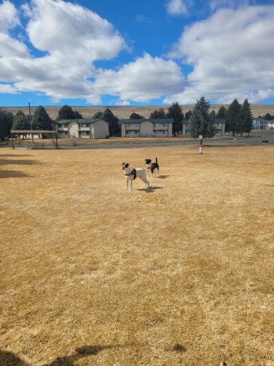Jackpot Dog Park - Jackpot, NV