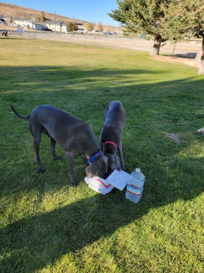 Jackpot Dog Park - Jackpot, NV