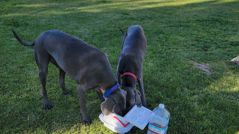 Jackpot Dog Park - Jackpot, NV