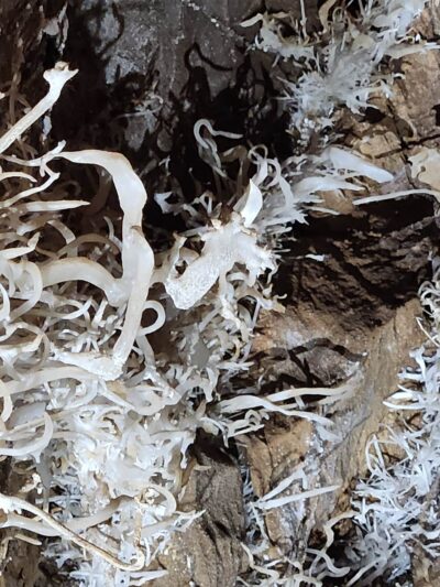 Jackson Creek Wayside Park - Jackson, CA