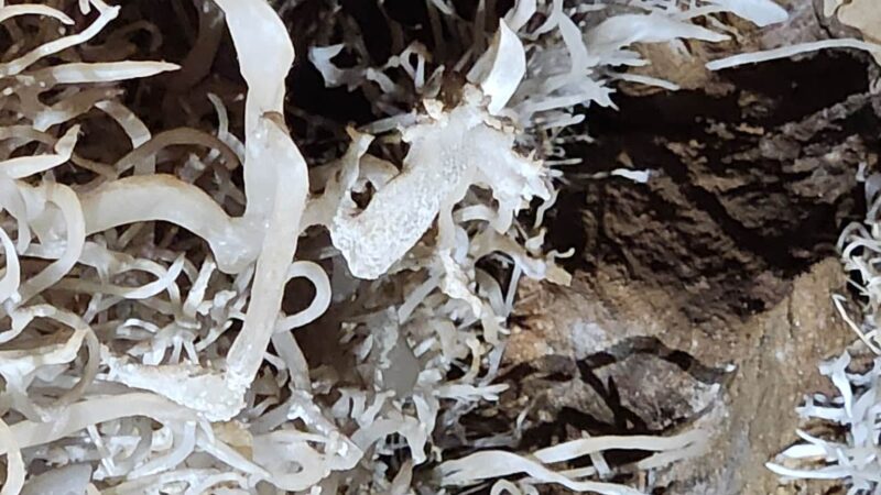 Jackson Creek Wayside Park - Jackson, CA