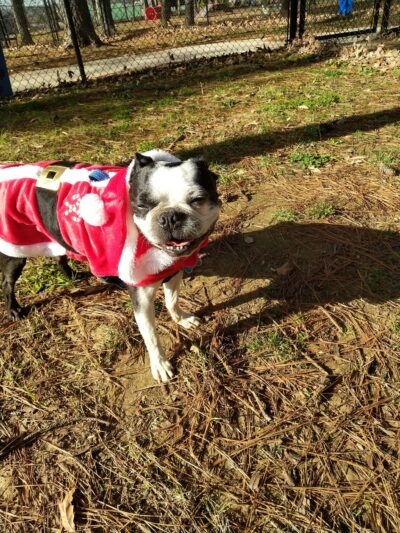 Dr. Vicki Schneider Lake Dog Park - Jackson, TN