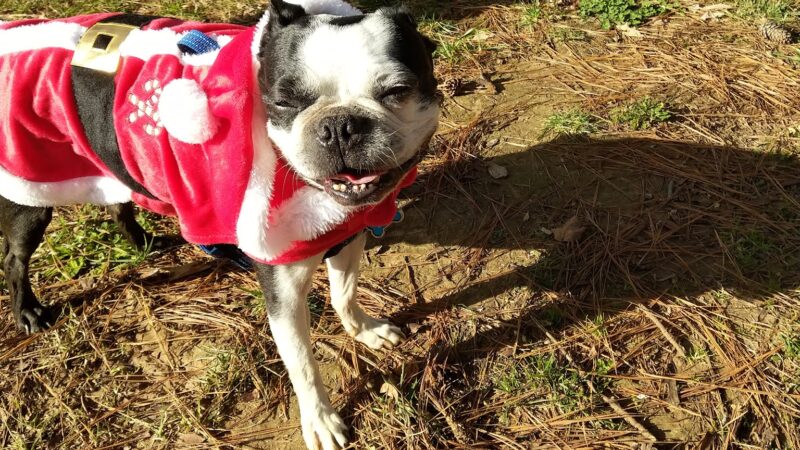 Dr. Vicki Schneider Lake Dog Park - Jackson, TN
