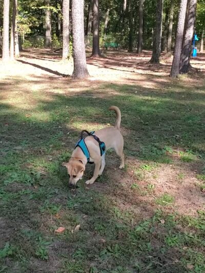 Dr. Vicki Schneider Lake Dog Park - Jackson, TN