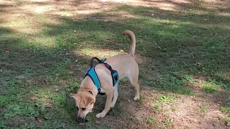 Dr. Vicki Schneider Lake Dog Park - Jackson, TN