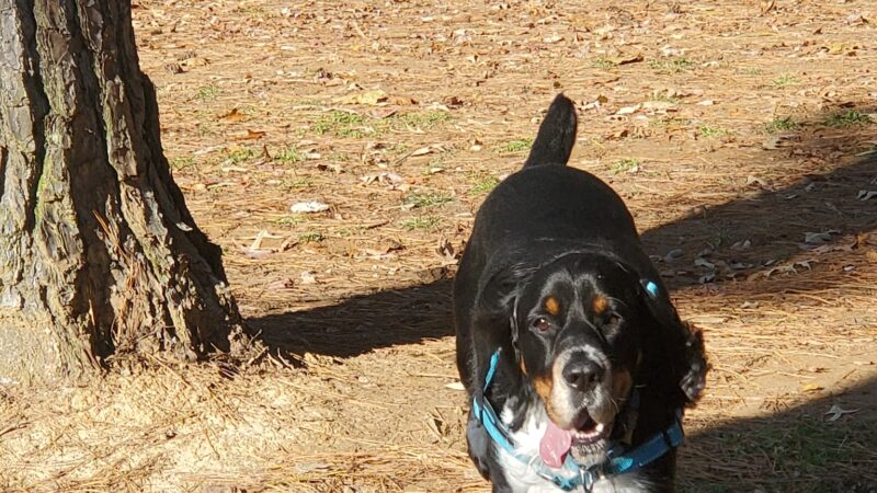 Dr. Vicki Schneider Lake Dog Park - Jackson, TN