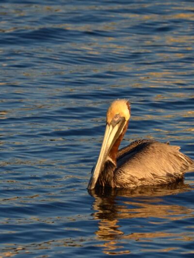 Rotary Park - Jacksonville Beach, FL