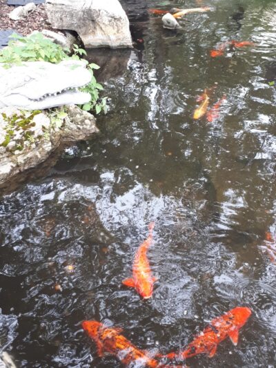 St. Johns Town Center Park Green - Jacksonville, FL