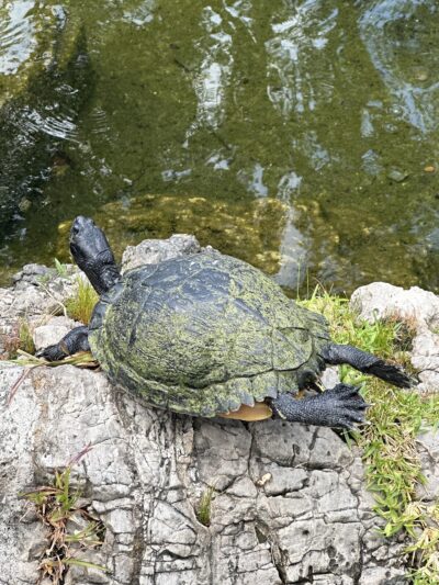 St. Johns Town Center Park Green - Jacksonville, FL