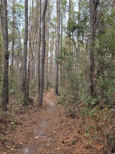 Bulls Bay Preserve - Jacksonville, FL