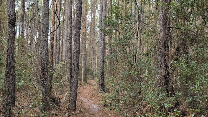 Bulls Bay Preserve - Jacksonville, FL