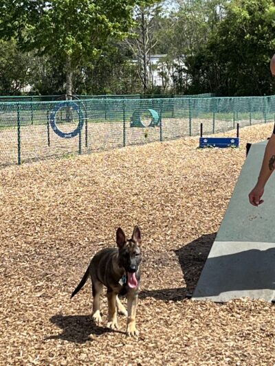 Dog Park - Jacksonville, FL