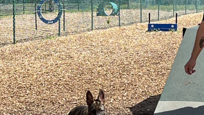Dog Park - Jacksonville, FL