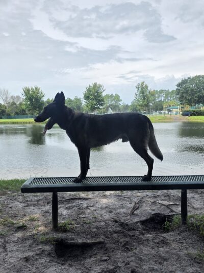 Dog Park - Jacksonville, FL