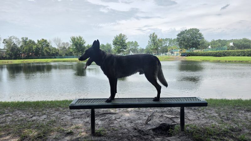 Dog Park - Jacksonville, FL