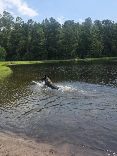 Dog Park - Jacksonville, FL