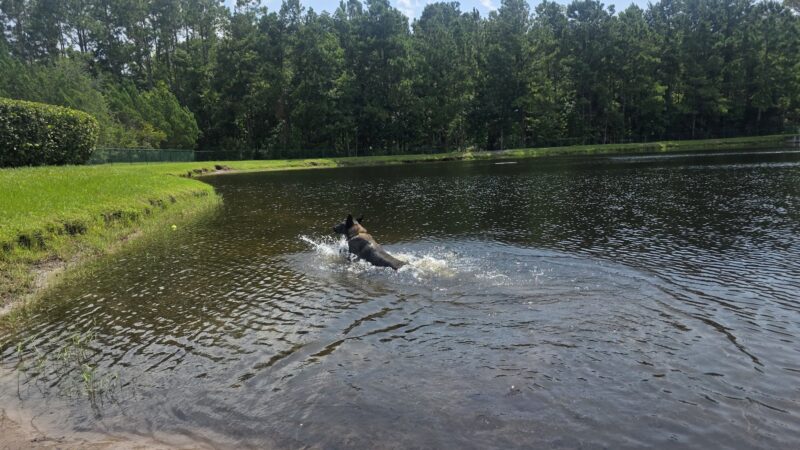 Dog Park - Jacksonville, FL