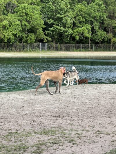 Dog Wood Park of Jacksonville - Jacksonville, FL