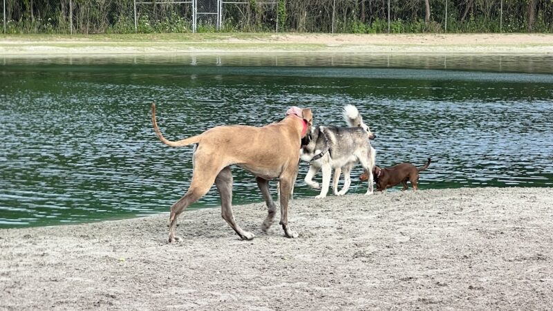 Dog Wood Park of Jacksonville - Jacksonville, FL