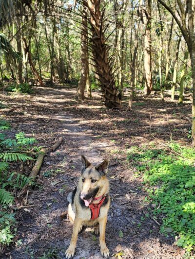 Dog Wood Park of Jacksonville - Jacksonville, FL